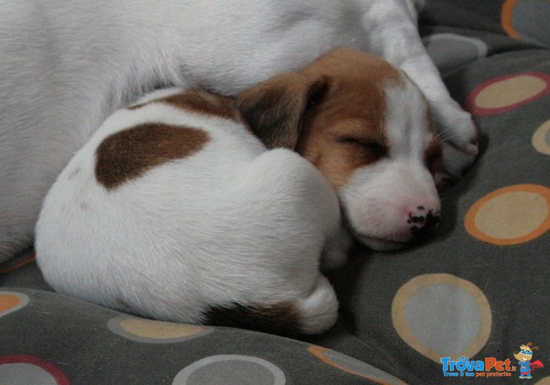 Ultimi 2 Cuccioli di jack Russell - Foto n. 2