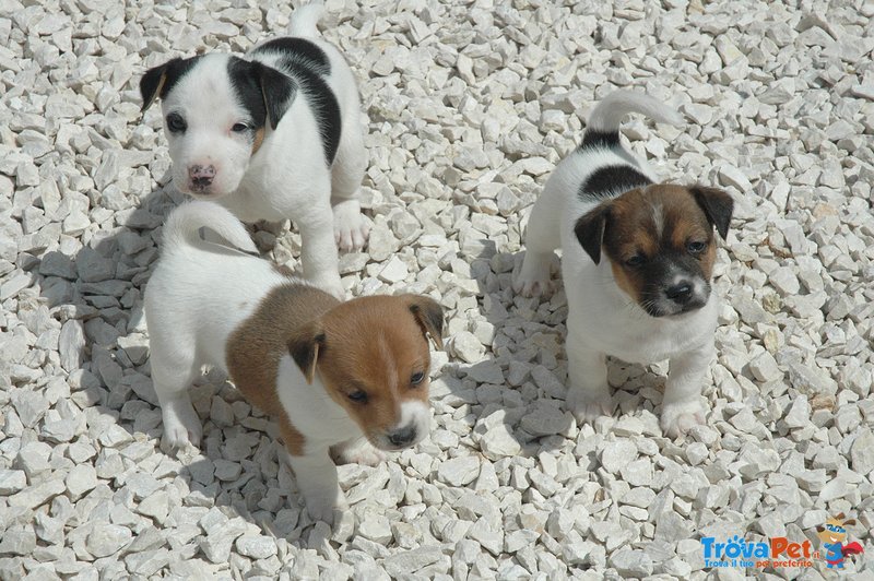 Ultimi 2 Cuccioli di jack Russell - Foto n. 3