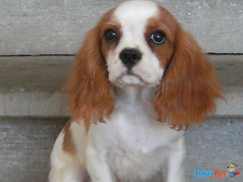 Cuccioli di Cavalier king & Chihuahua - Foto n. 1