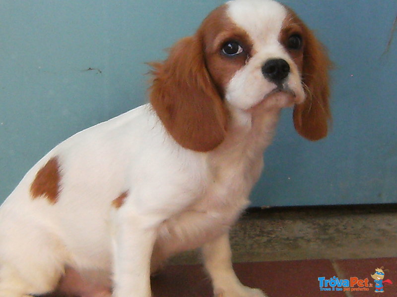 Cuccioli di Cavalier king & Chihuahua - Foto n. 2