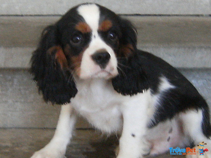 Cuccioli di Cavalier king & Chihuahua - Foto n. 3