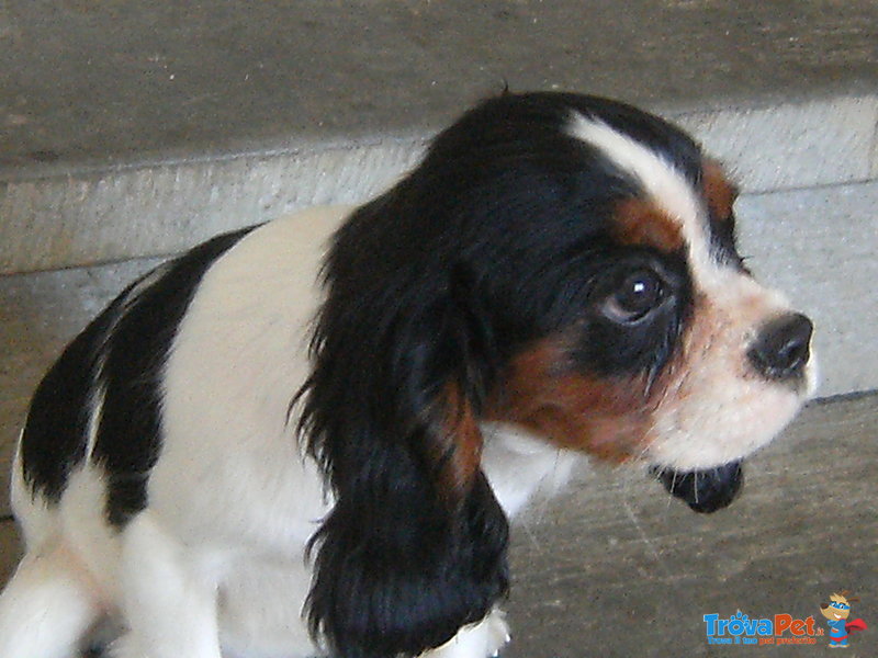 Cuccioli di Cavalier king & Chihuahua - Foto n. 4