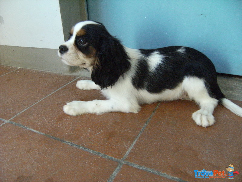 Cuccioli di Cavalier king & Chihuahua - Foto n. 5