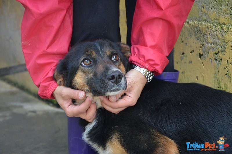 Elena: una Cagnolina Dolce e Delicata, Dallo Sguardo gia’ Rassegnato - Foto n. 3