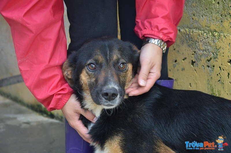 Elena: una Cagnolina Dolce e Delicata, Dallo Sguardo gia’ Rassegnato - Foto n. 1