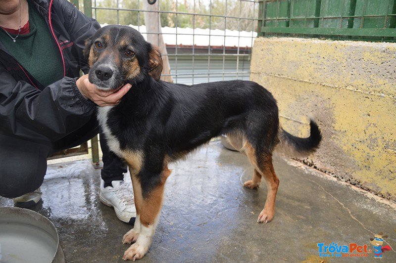 Elena: una Cagnolina Dolce e Delicata, Dallo Sguardo gia’ Rassegnato - Foto n. 4