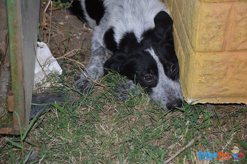 Cocco: un Cucciolo Rinchiuso in Canile! - Foto n. 1