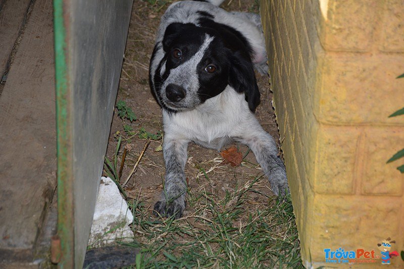 Cocco: un Cucciolo Rinchiuso in Canile! - Foto n. 2