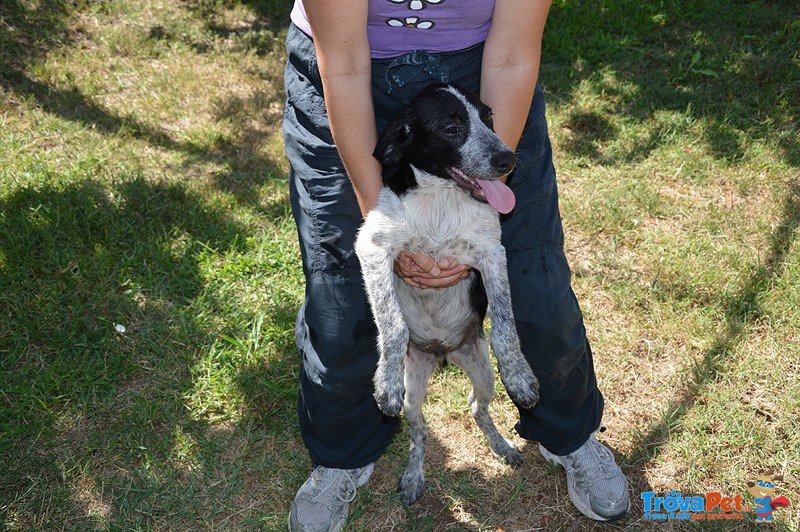 Cocco: un Cucciolo Rinchiuso in Canile! - Foto n. 3