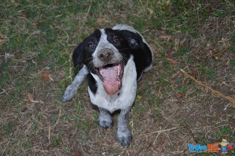 Cocco: un Cucciolo Rinchiuso in Canile! - Foto n. 4