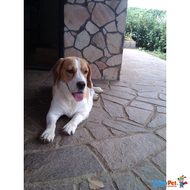 Cucciole di Beagle - Foto n. 1