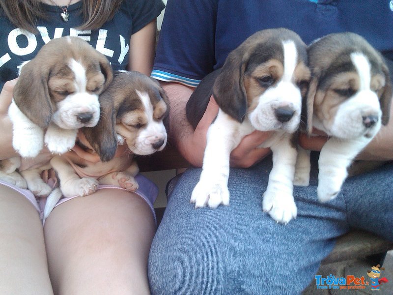Cucciole di Beagle - Foto n. 3