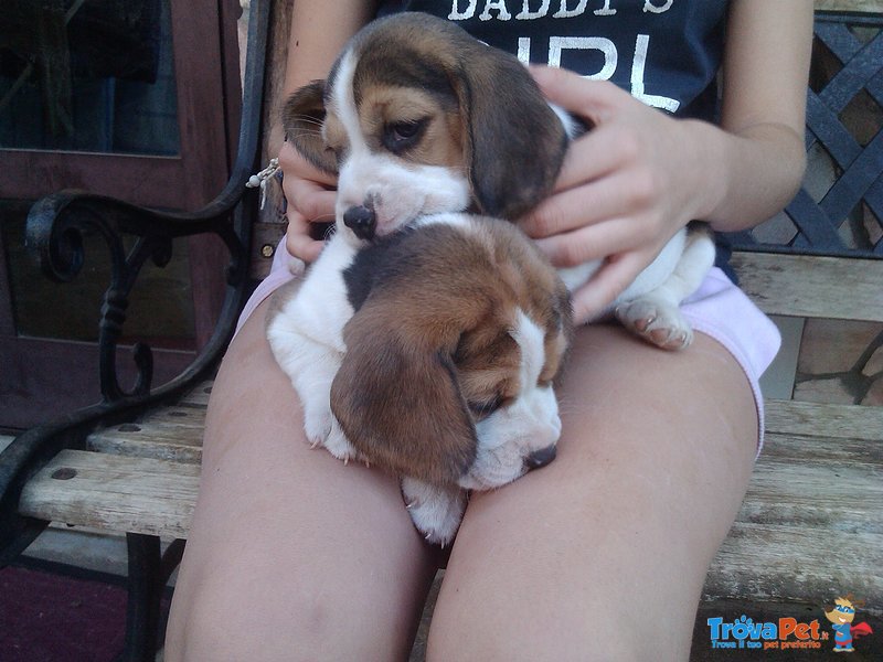Cucciole di Beagle - Foto n. 4