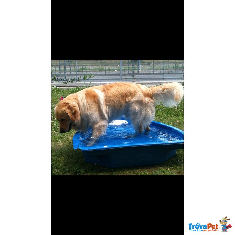 Bellissimo Maschio Golden Retriever Cerca Femmina - Foto n. 2