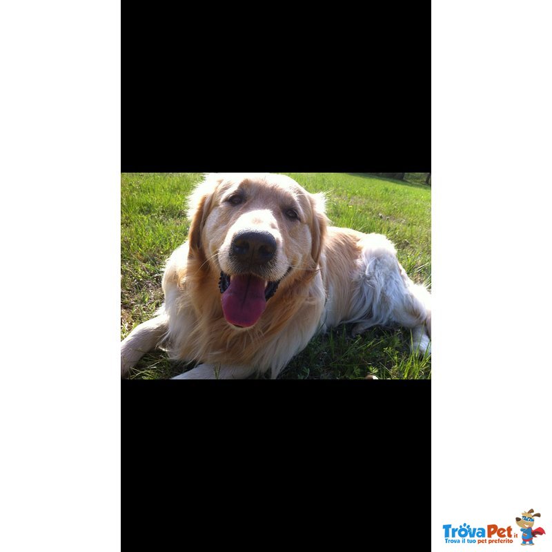 Bellissimo Maschio Golden Retriever Cerca Femmina - Foto n. 3