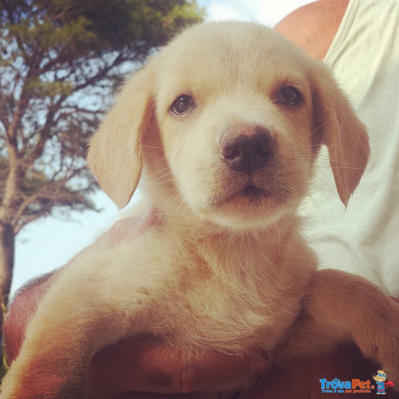 Simil Labrador Pippo Cerca Casa - Foto n. 1