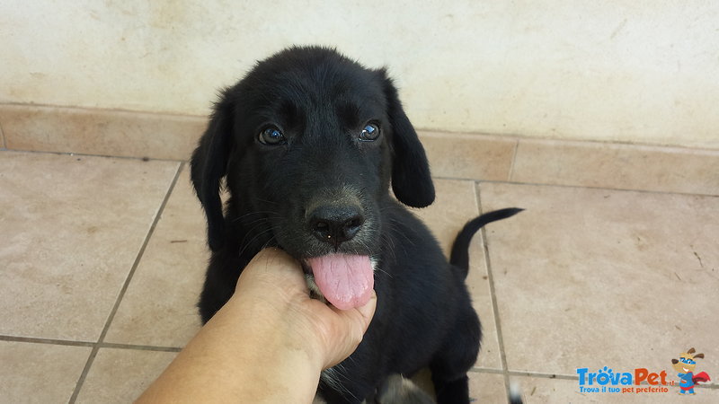 Simil Labrador Maciste Cerca Casa - Foto n. 2