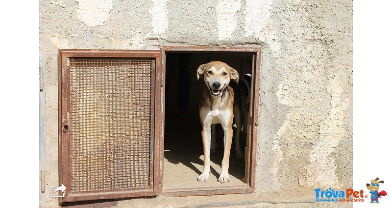 Albertino, solo 9 Mesi, Salvato Dall'annegamento - Foto n. 4