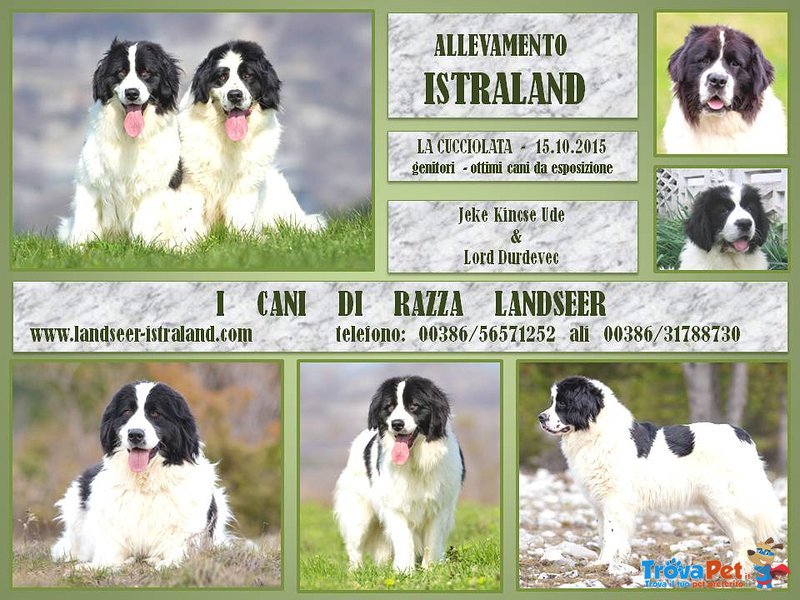 Landseer Cuccioli - Foto n. 1