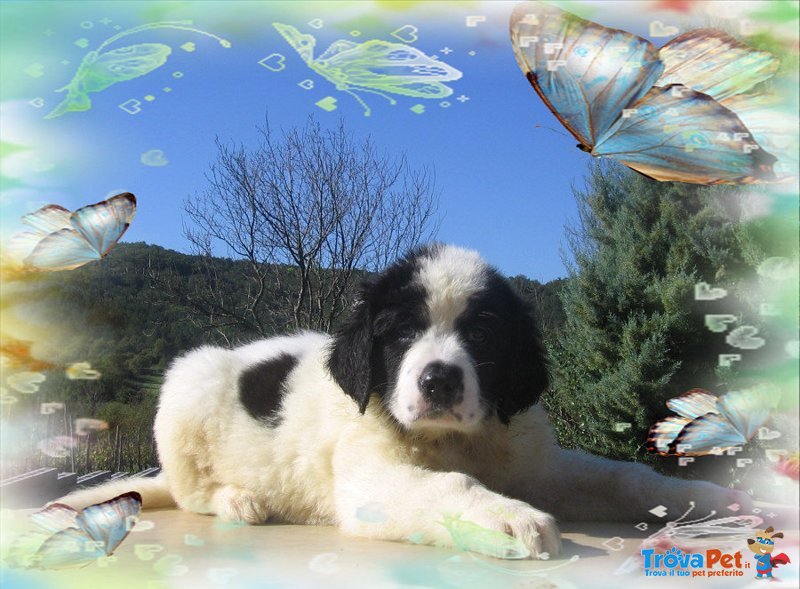 Landseer Cuccioli - Foto n. 2