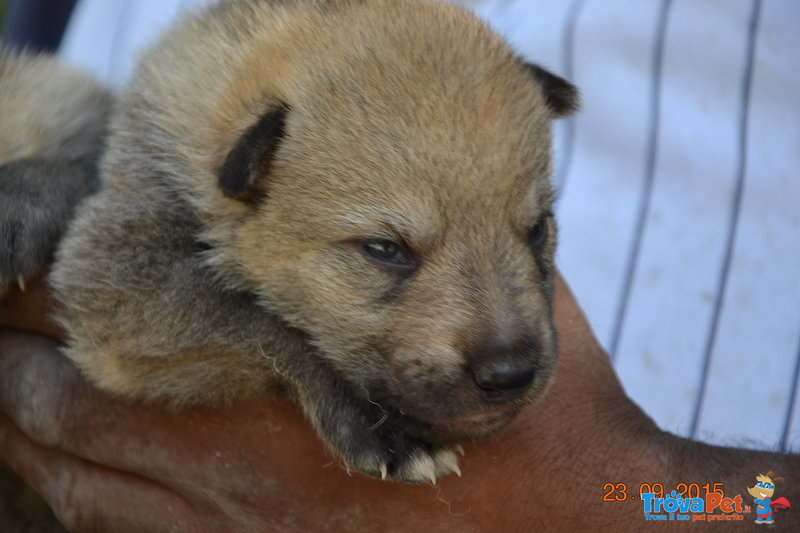 Cuccioli di cane lupo Cecoslovacco - Foto n. 4