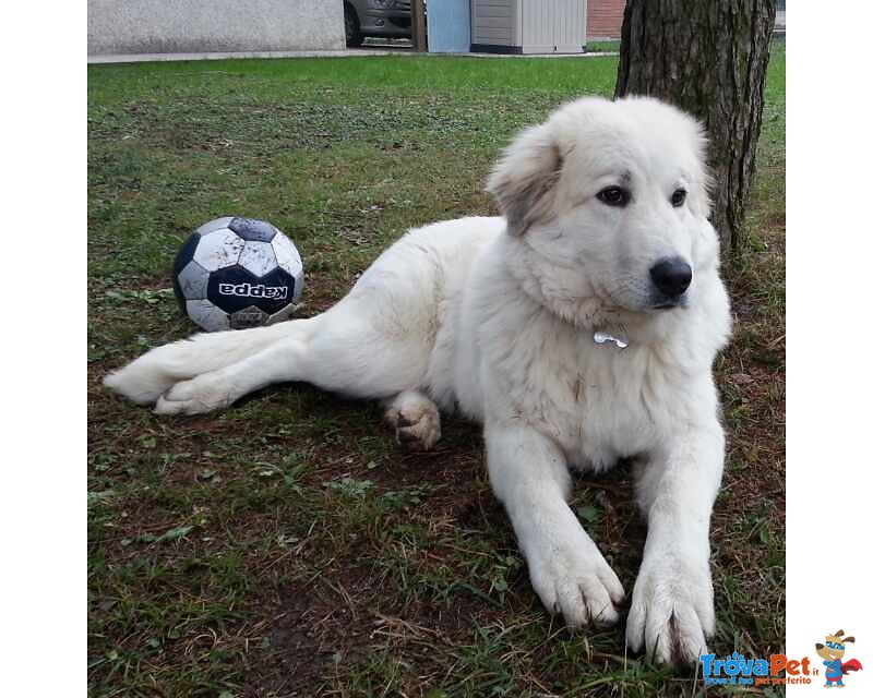 Cuccioli di Pastore Maremmano con cane dei Pirenei - Foto n. 2