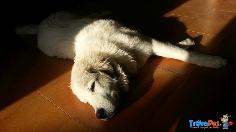 Cuccioli di Pastore Maremmano con cane dei Pirenei - Foto n. 3