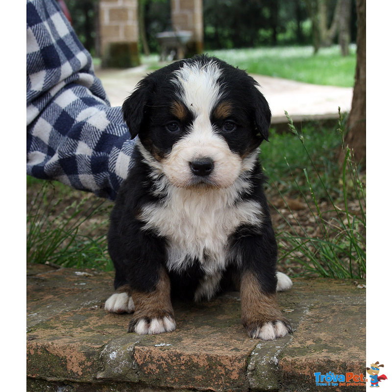 Cuccioli Bovaro del Bernese - Foto n. 1