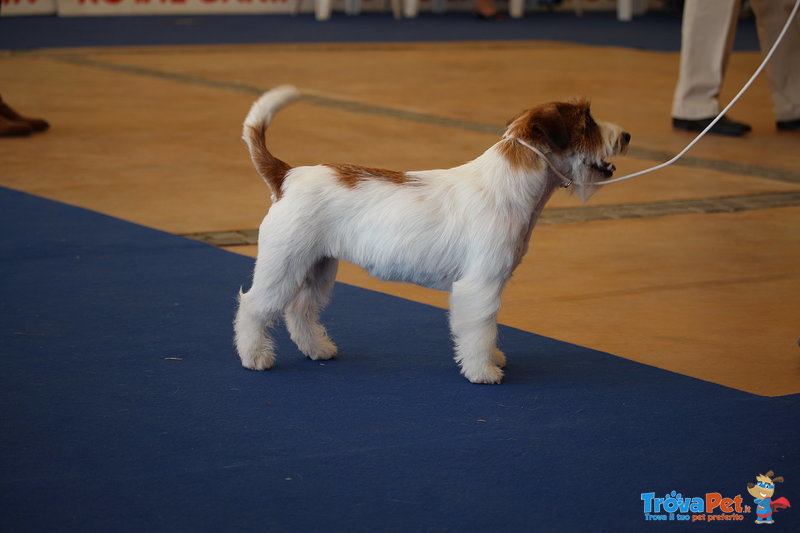 Cuccioli di jack Russell Terrier Allev. Delle Syrenuse - Foto n. 2