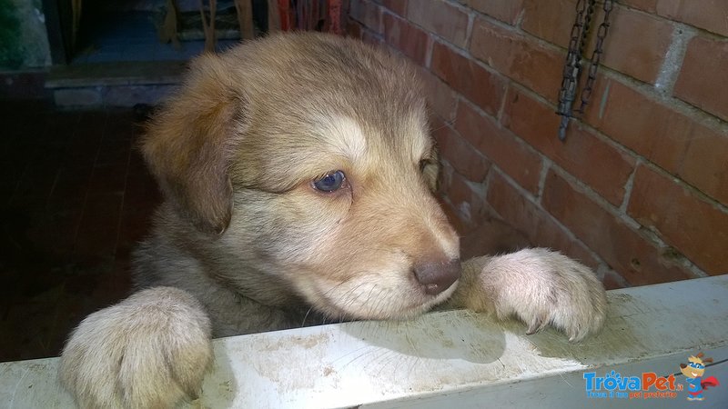 Cucciola in Adozione Definitiva Senza Prove - Incrocio Pastore Tedesco Collie - Foto n. 2