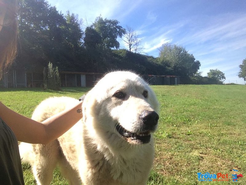 Leo una vita in Gabbia Regaliamogli una Vecchiaia Serena - Foto n. 1