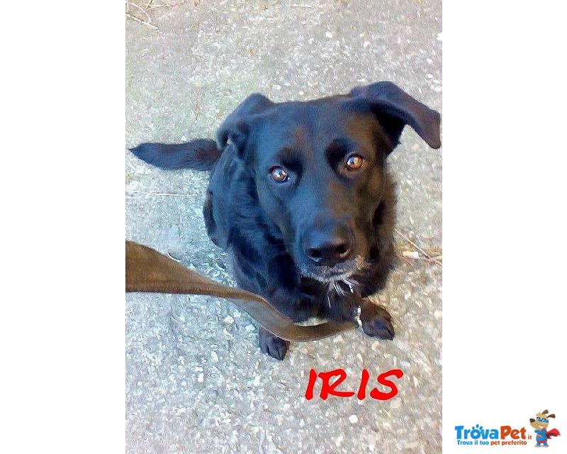 Iris, Straordinaria mix Labrador! - Foto n. 1