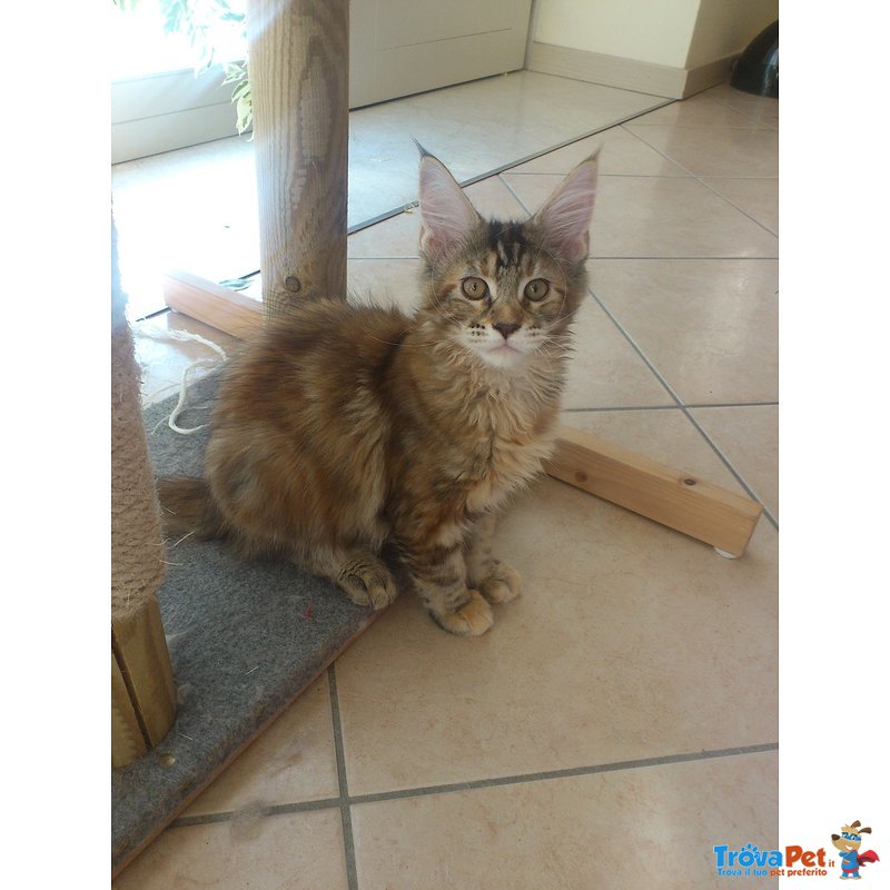 Cuccioli di Maine coon con Pedigree - Foto n. 2