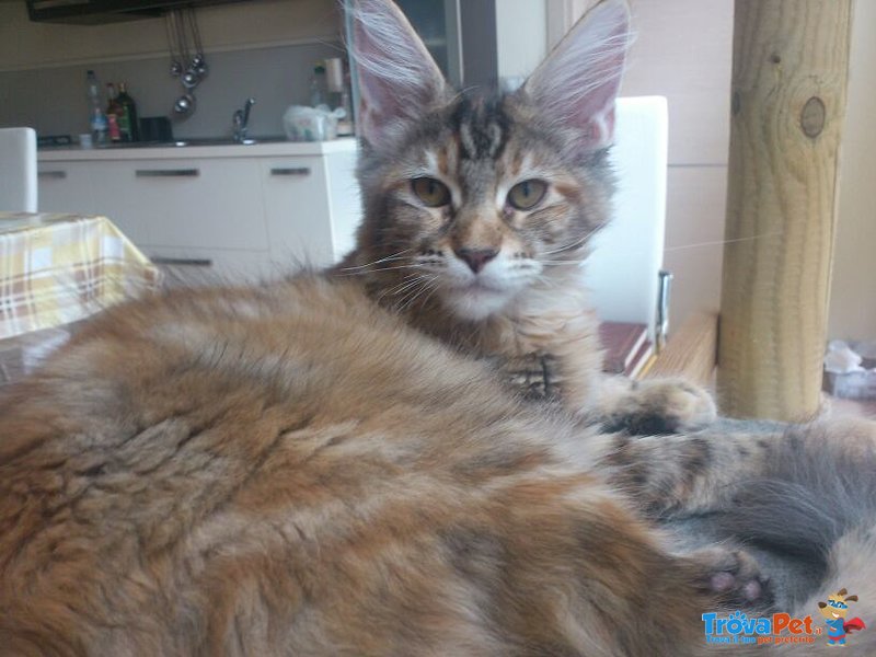 Cuccioli di Maine coon con Pedigree - Foto n. 3