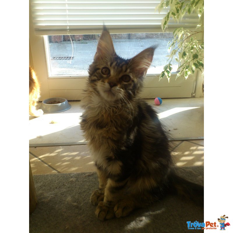 Cuccioli di Maine coon con Pedigree - Foto n. 5