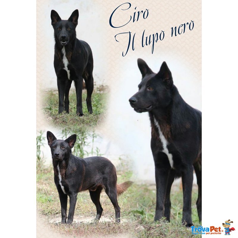 Ciro, Meraviglioso lupo nero in Adozione! - Foto n. 1