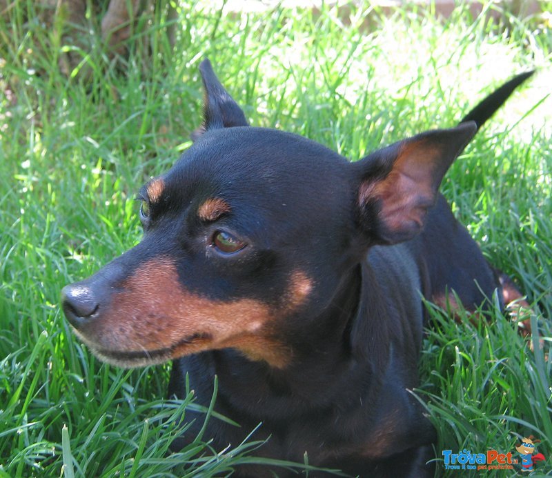 Pinscher Femmina Color nero Focato - Foto n. 1