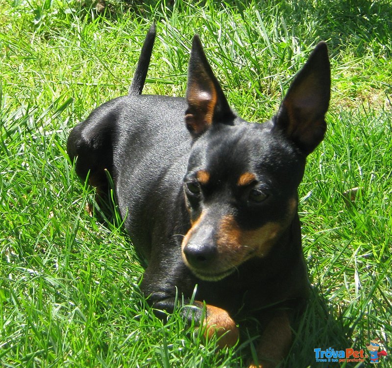 Pinscher Femmina Color nero Focato - Foto n. 2