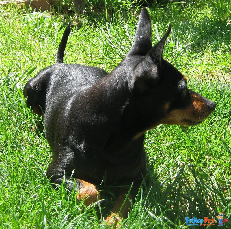 Pinscher Femmina Color nero Focato - Foto n. 3