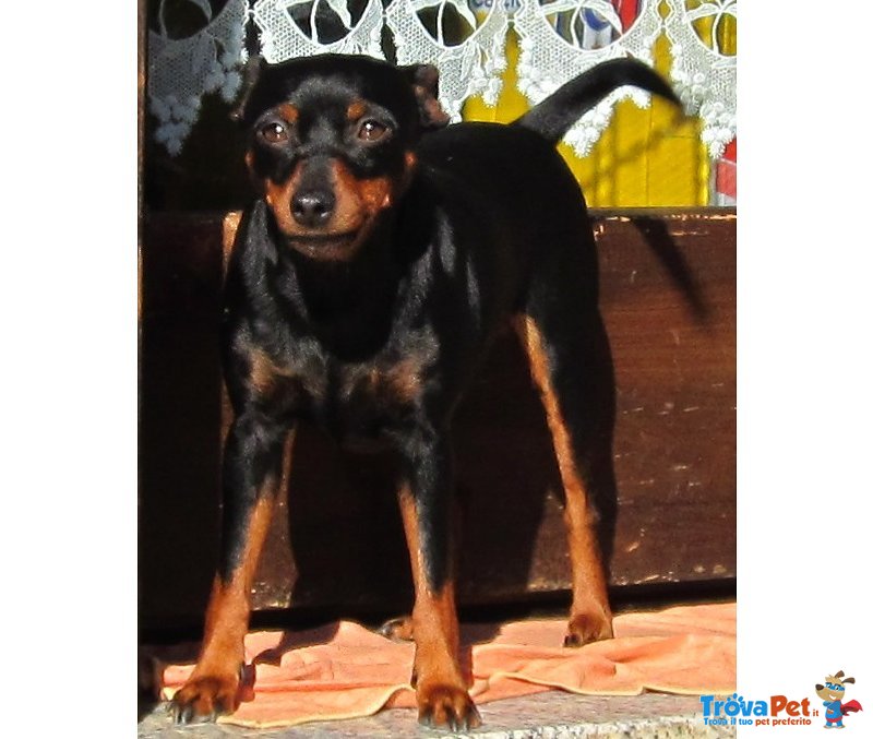 Pinscher Femmina Color nero Focato - Foto n. 4