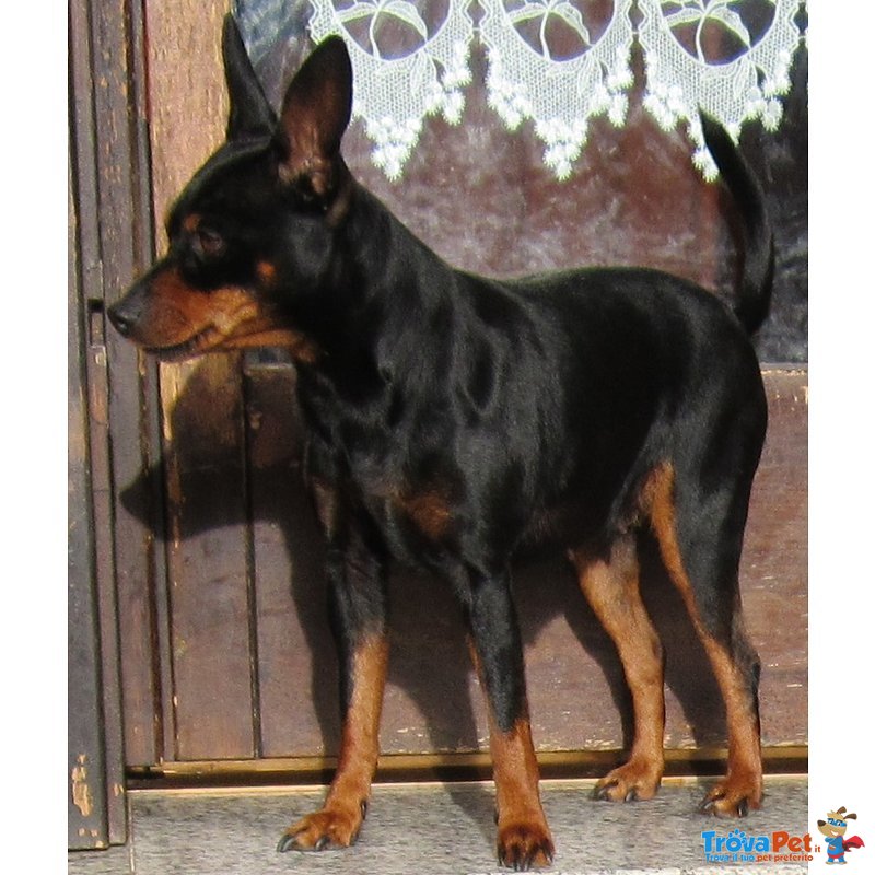 Pinscher Femmina Color nero Focato - Foto n. 5