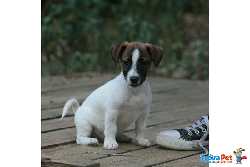 Cuccioli jack Russell Terrier - Foto n. 1