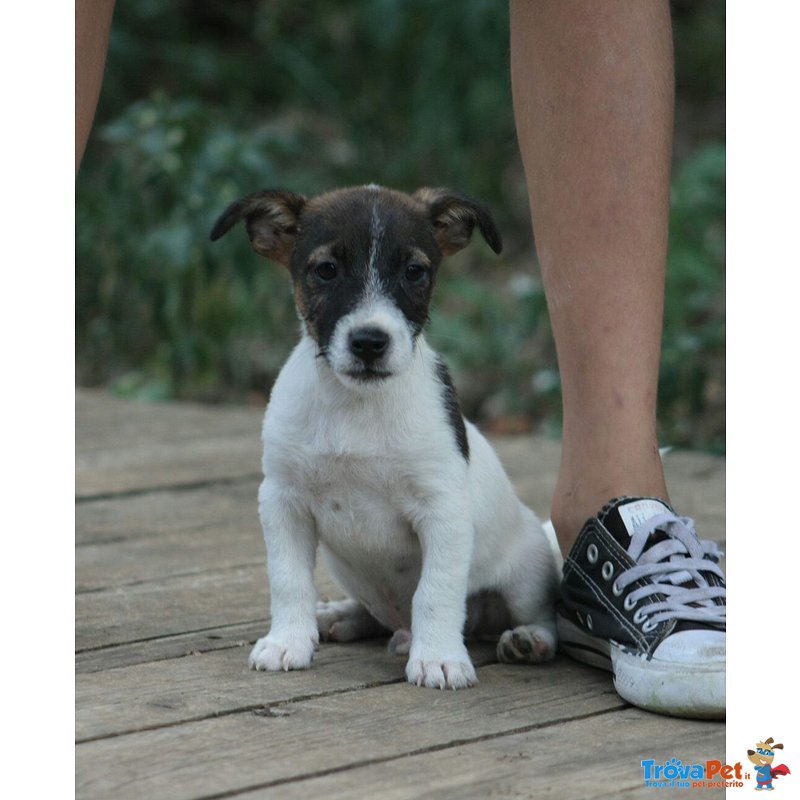 Cuccioli jack Russell Terrier - Foto n. 2