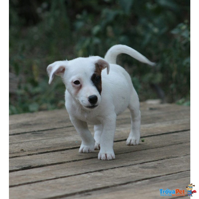 Cuccioli jack Russell Terrier - Foto n. 3