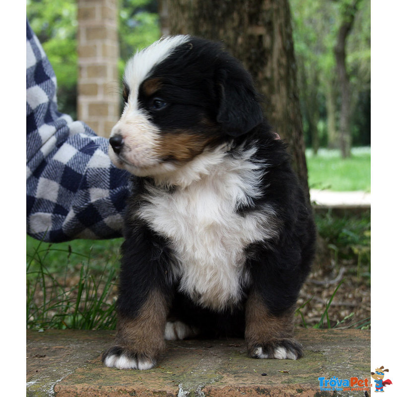 Cuccioli Bovaro del Bernese - Foto n. 4