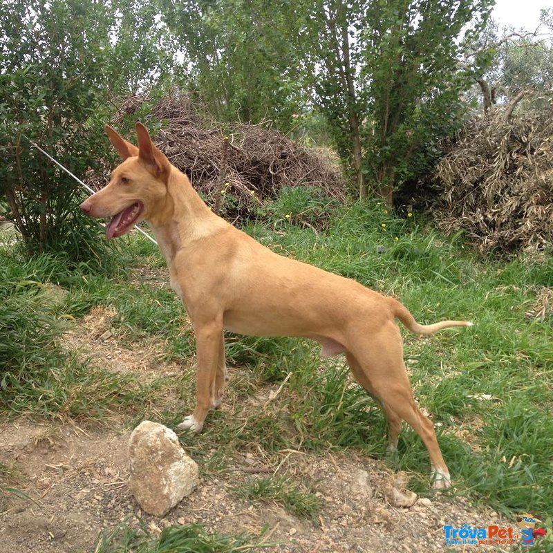 Bambi, mix Cirneco Dell'etna - Foto n. 1