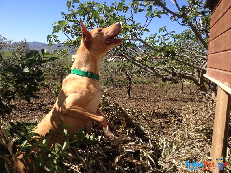 Bambi, mix Cirneco Dell'etna - Foto n. 2