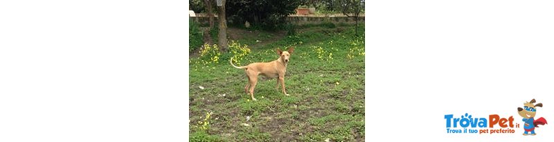 Bambi, mix Cirneco Dell'etna - Foto n. 3