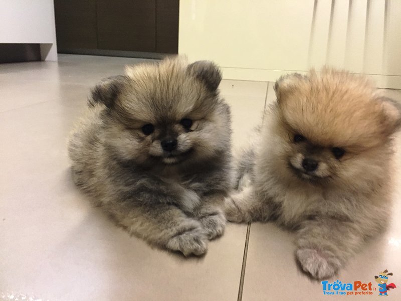 Cuccioli Volpino di Pomerania - Foto n. 1