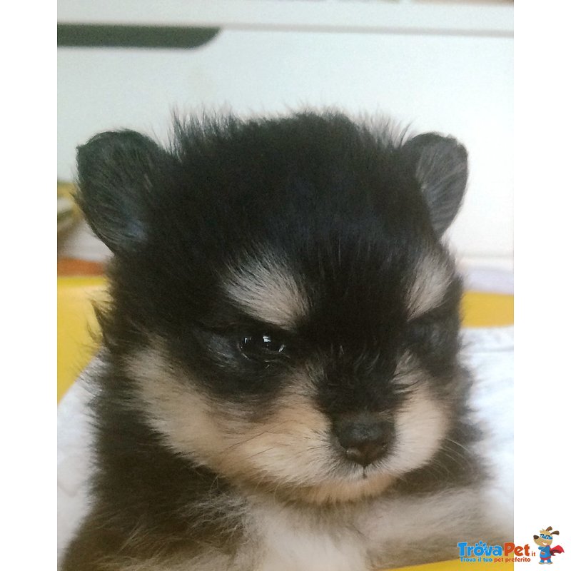 Cuccioli Volpino di Pomerania - Foto n. 3